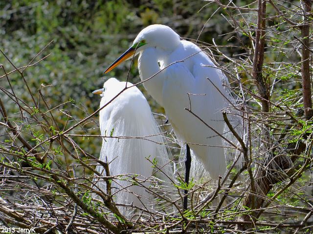 Great Egrets