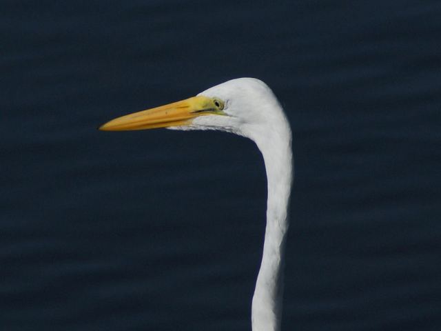 Great Egrets