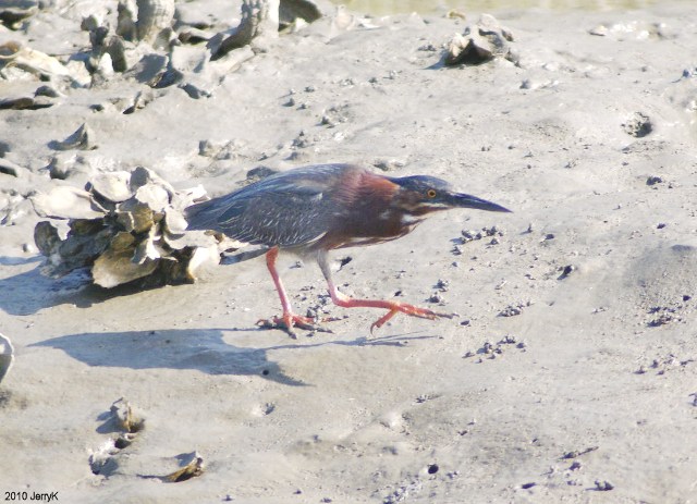 Green Heron