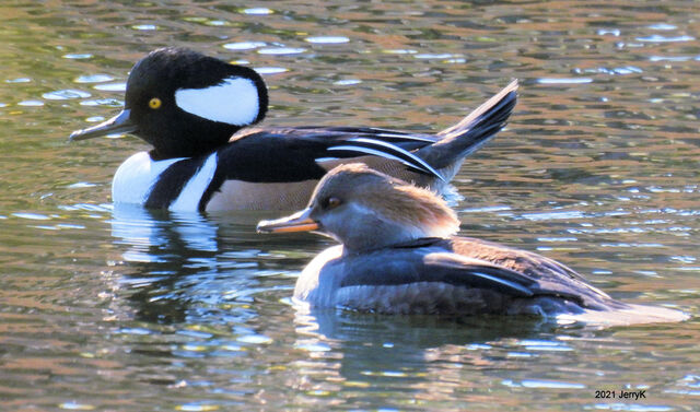 Hooded Merganser