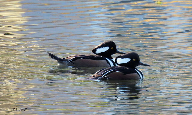 Hooded Merganser