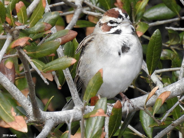 Lark Sparrow