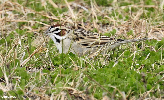 Lark Sparrow