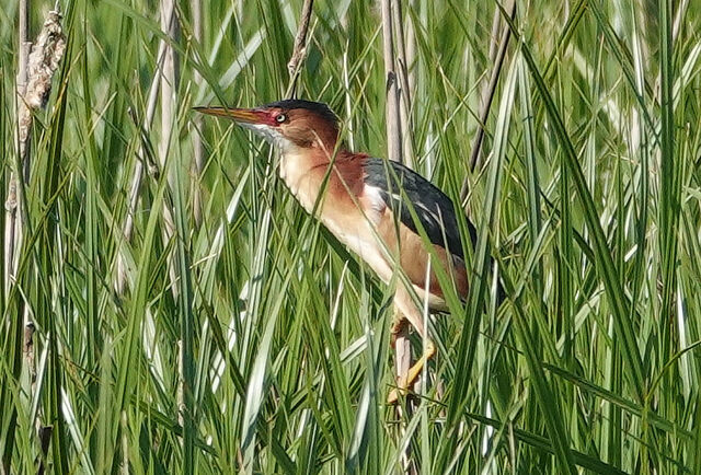 Least Bittern
