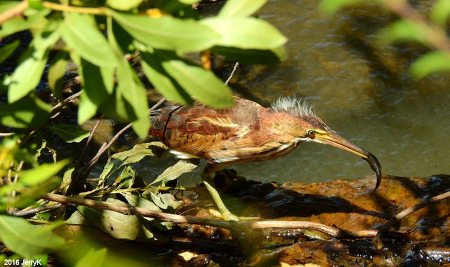 Least Bittern