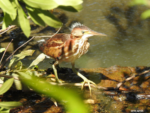 Least Bittern