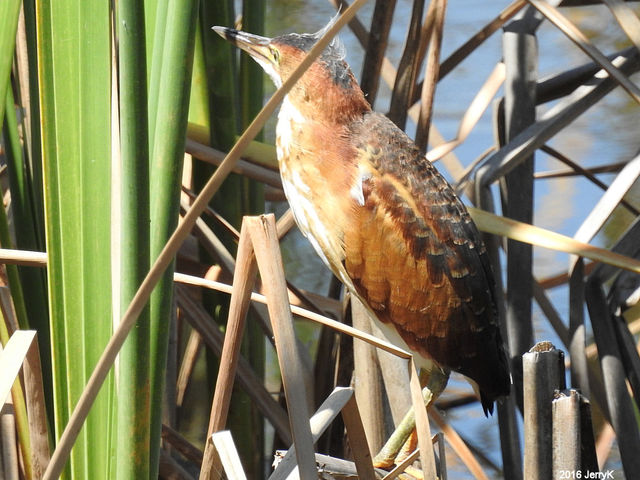 Least Bittern