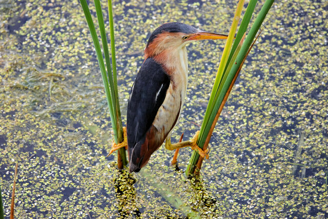 Least Bittern
