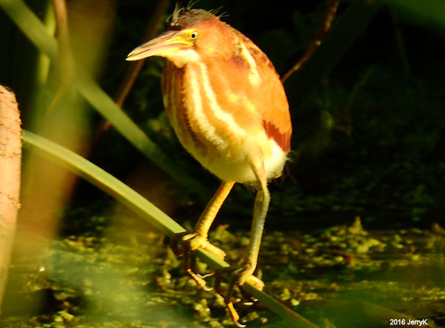 Least Bittern