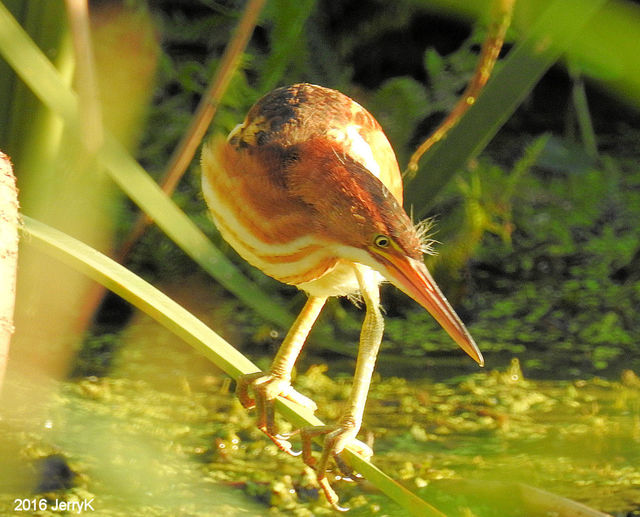 Least Bittern
