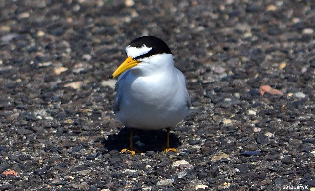 Least Tern