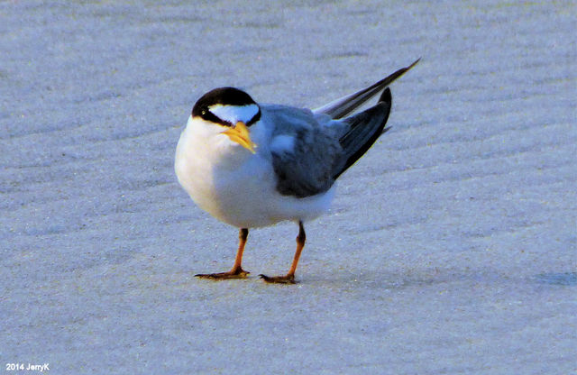Least Tern