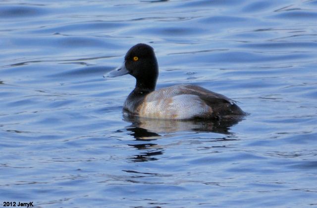 Lesser Scaup