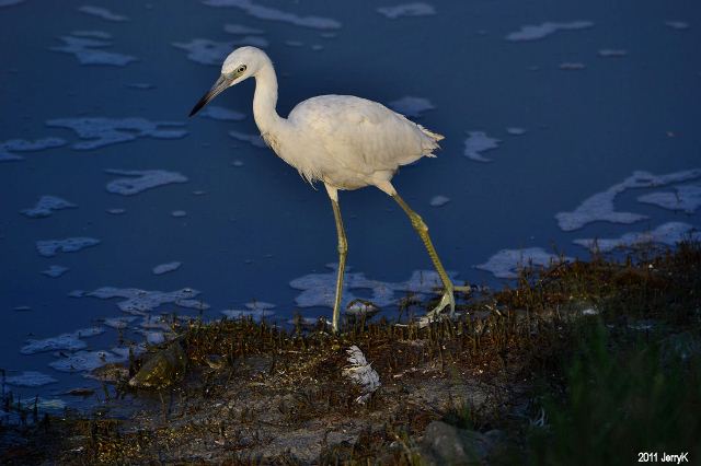 Little Blue Heron