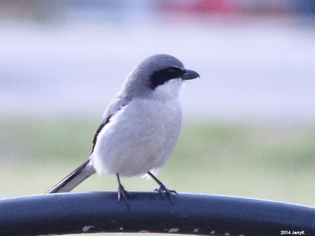 Loggerhead Shrike