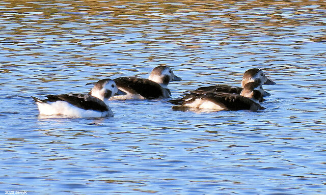 Long-tailed Duck