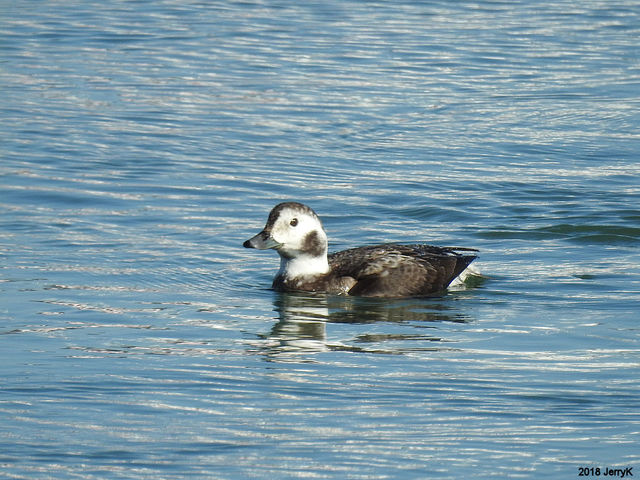 Long-tailed Duck