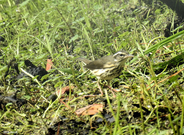 Louisiana Waterthrush