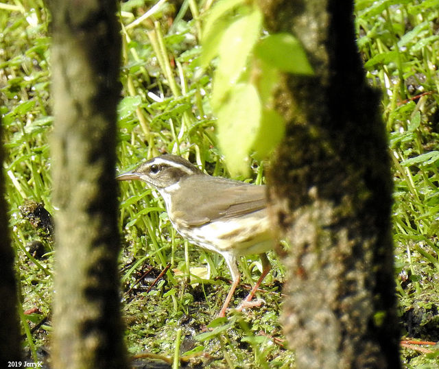 Louisiana Waterthrush