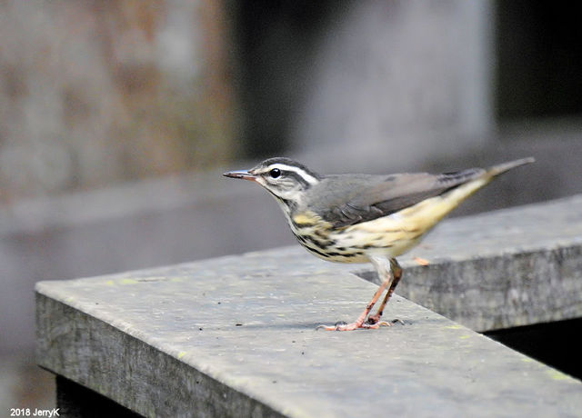 Louisiana Waterthrush
