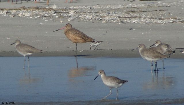 Marbled Godwit