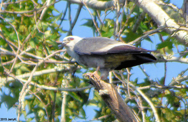 Mississippi Kite