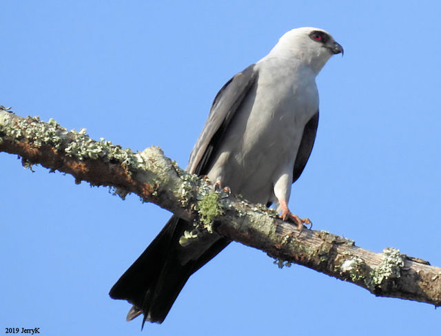 Mississippi Kite