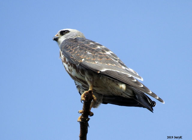 Mississippi Kite