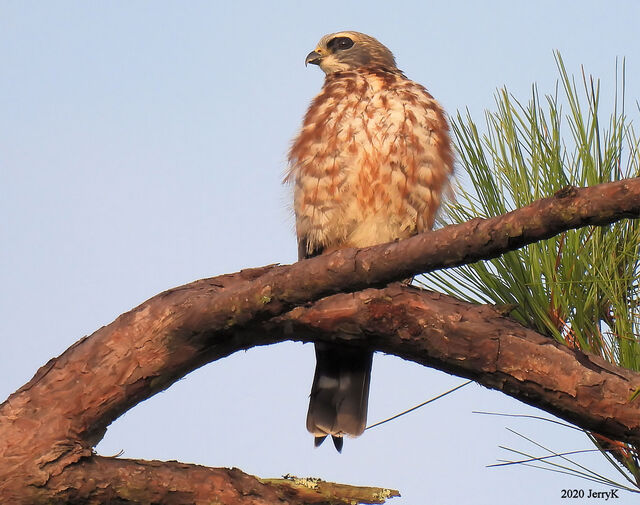 Mississippi Kite