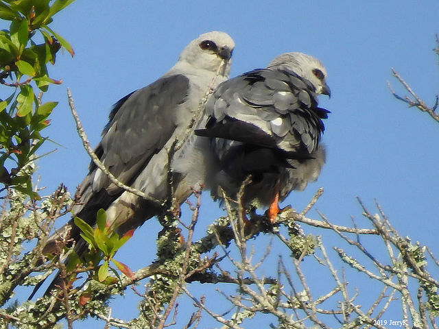 Mississippi Kite