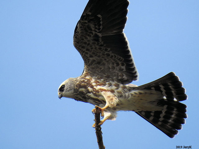 Mississippi Kite