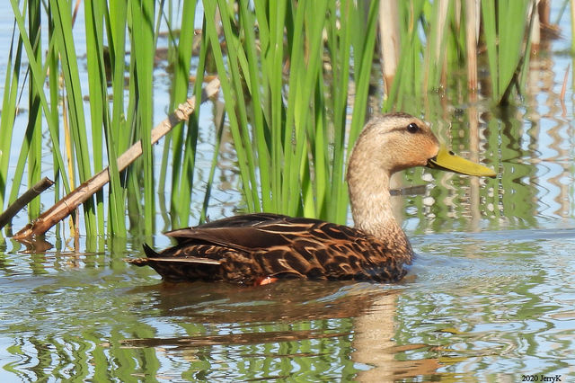 Mottled Duck