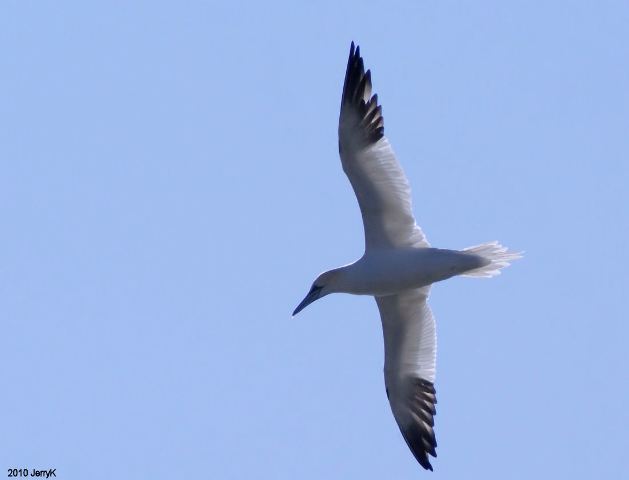 Northern Gannet