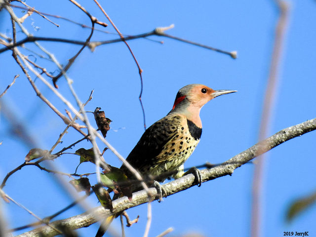 Northern Flicker