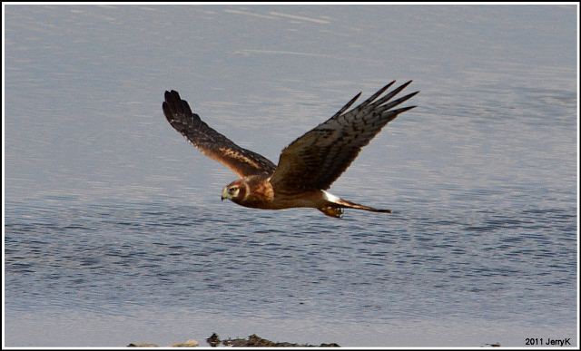 Northern Harrier