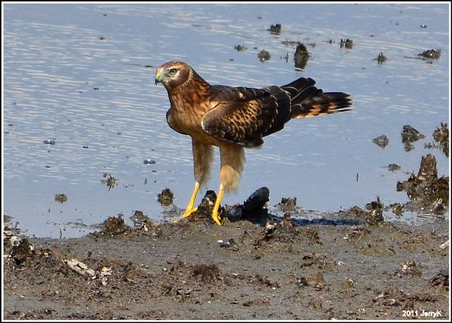 Northern Harrier