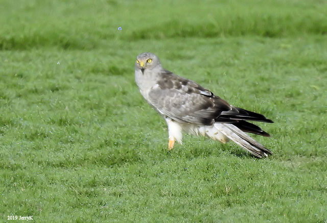Northern Harrier
