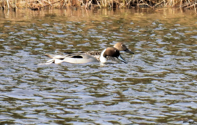 Northern Pintail