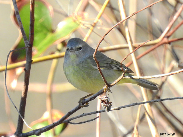 Orange-crowned Warbler