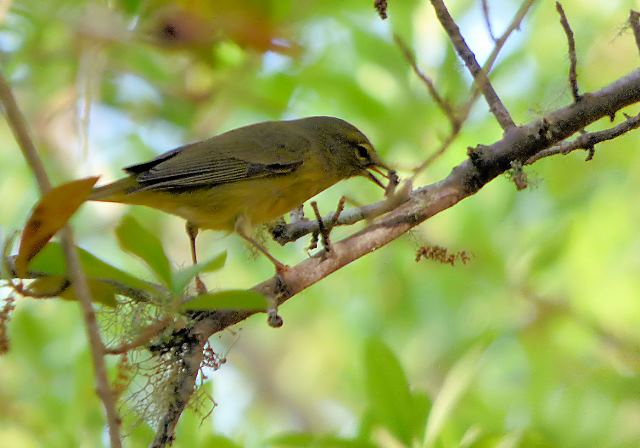 Orange-crowned Warbler