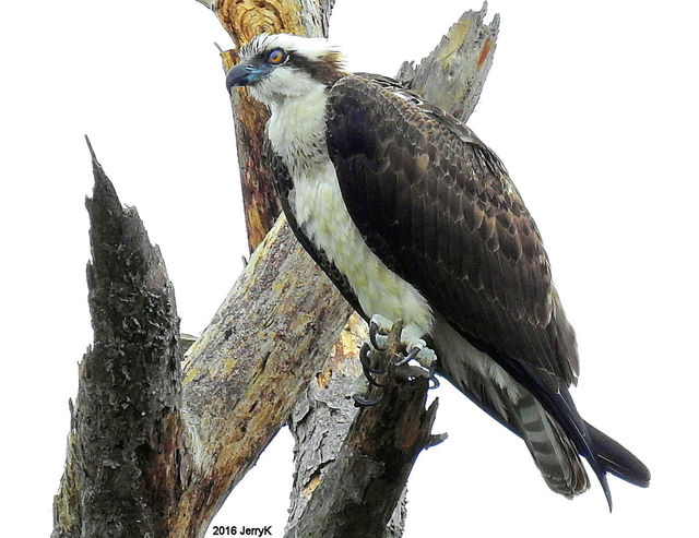 Osprey