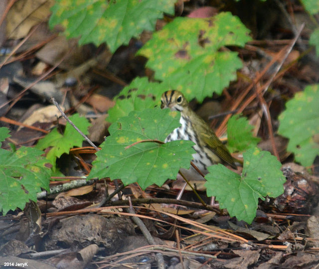 Ovenbird