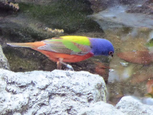 Painted Bunting