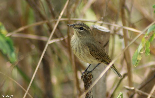 Palm Warbler