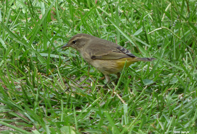 Palm Warbler