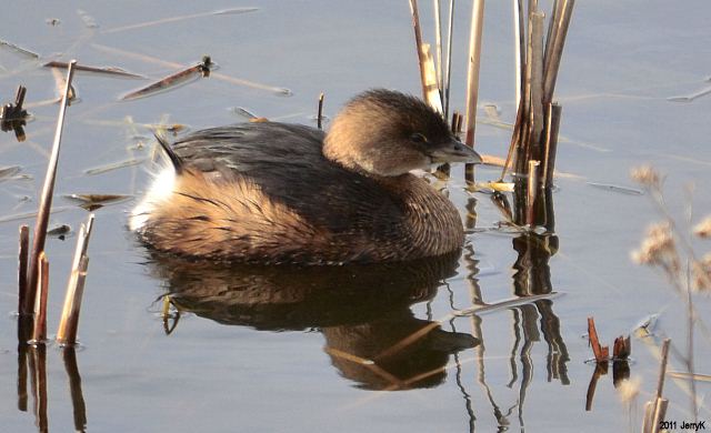 Pied-billed Grebe