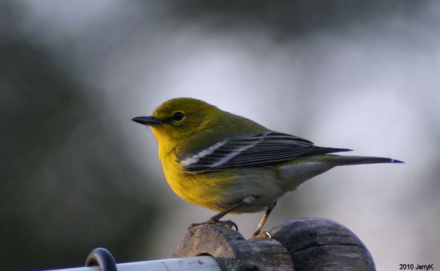 Pine Warbler
