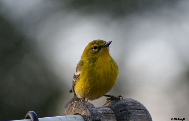 Pine Warbler
