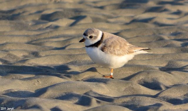 Piping Plover