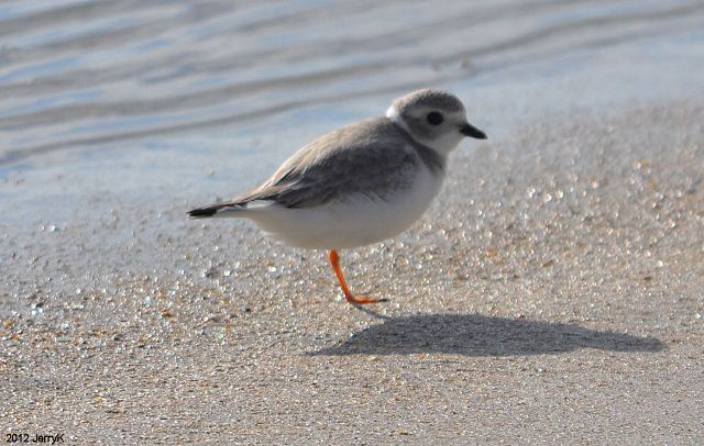 Piping Plover